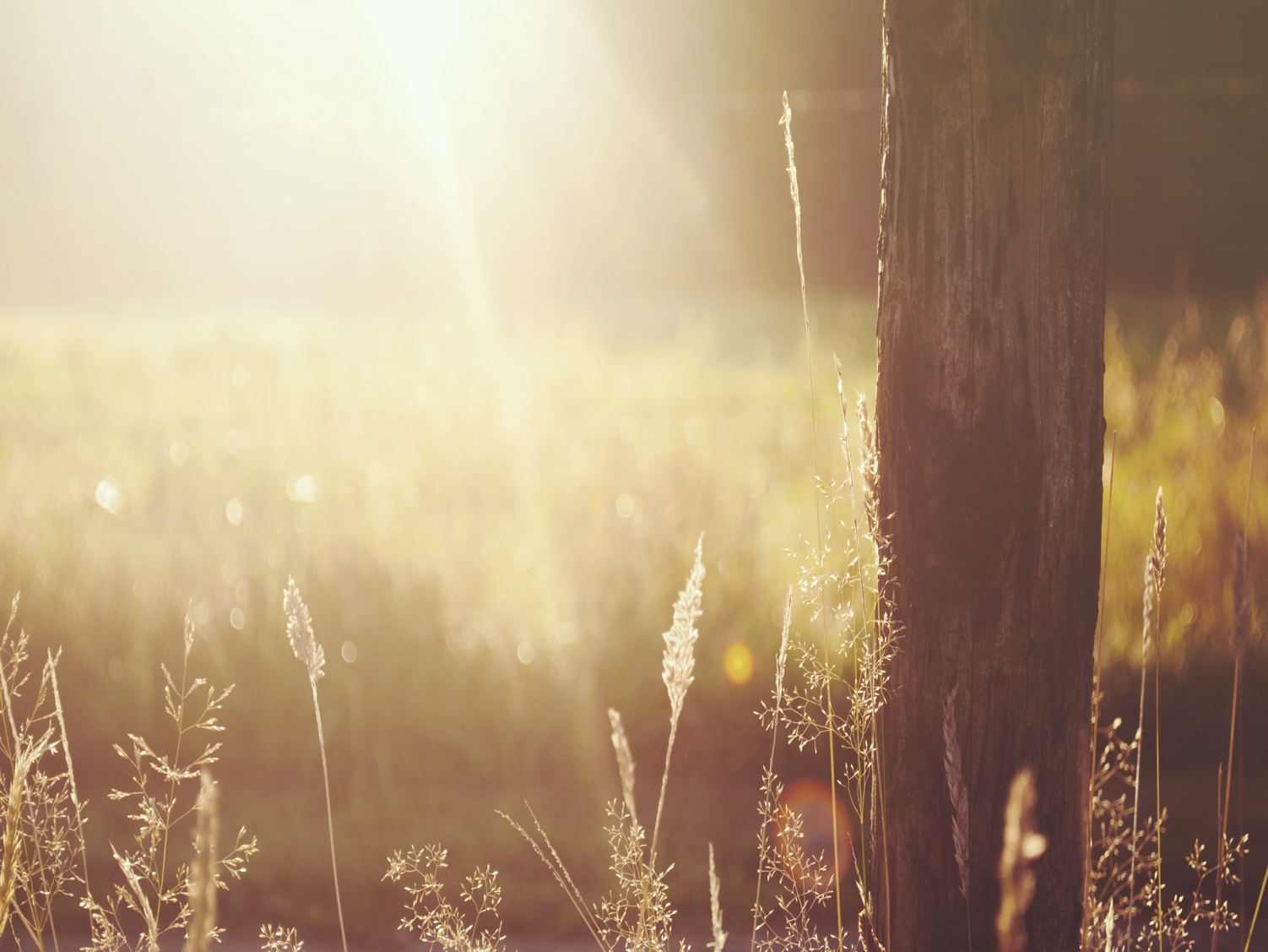 Wooden Post in the Field Worship Background